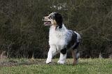 BERGER AUSTRALIEN PUPPIES 374